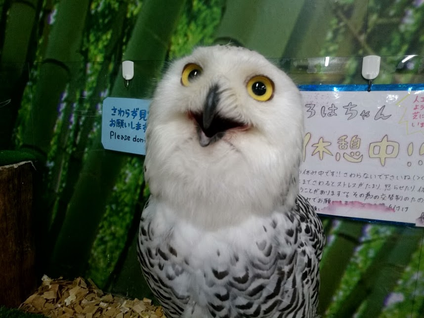 f:id:milkmooncake:20160730114133p:plain f:id:milkmooncake:20160730114133p:plain