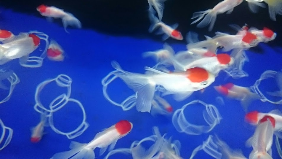 f:id:milkmooncake:20170827202316p:plain f:id:milkmooncake:20170827202316p:plain