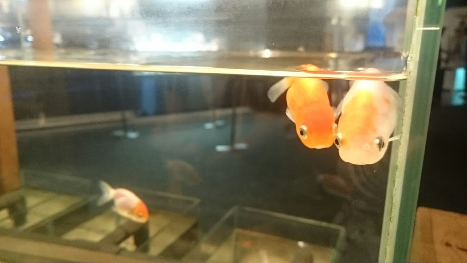 f:id:milkmooncake:20170827202338p:plain f:id:milkmooncake:20170827202338p:plain