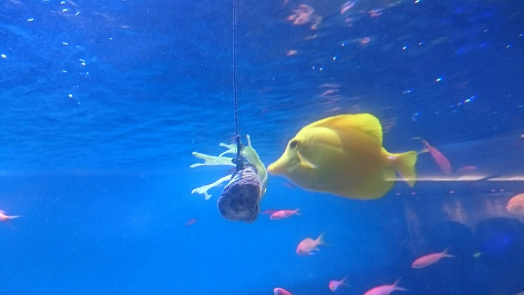 f:id:milkmooncake:20170902203317p:plain f:id:milkmooncake:20170902203317p:plain