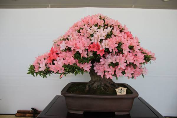 f:id:milkmooncake:20180620230705j:plain