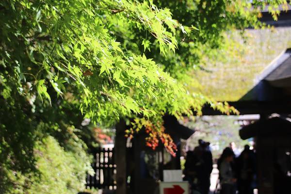 f:id:milkmooncake:20181118175455j:plain