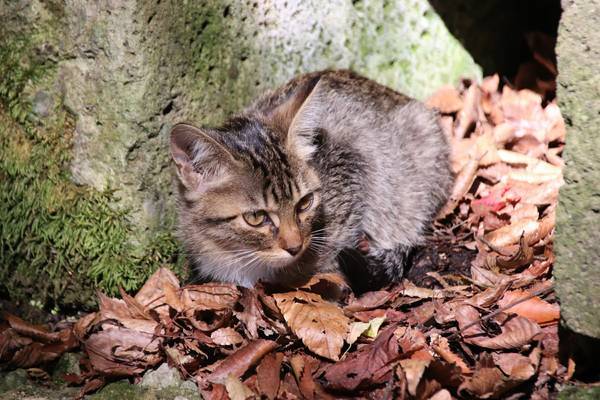 f:id:milkmooncake:20181118175457j:plain