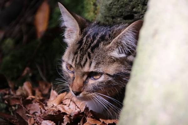 f:id:milkmooncake:20181118175458j:plain