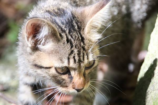 f:id:milkmooncake:20181118175459j:plain