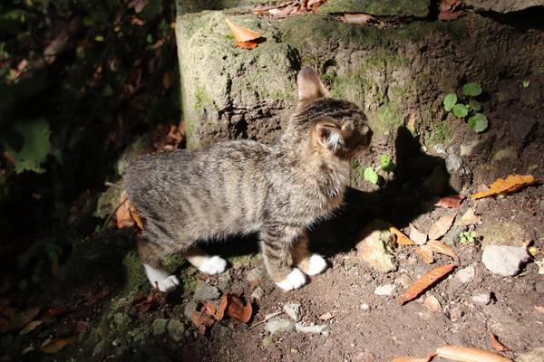 f:id:milkmooncake:20181118175500j:plain