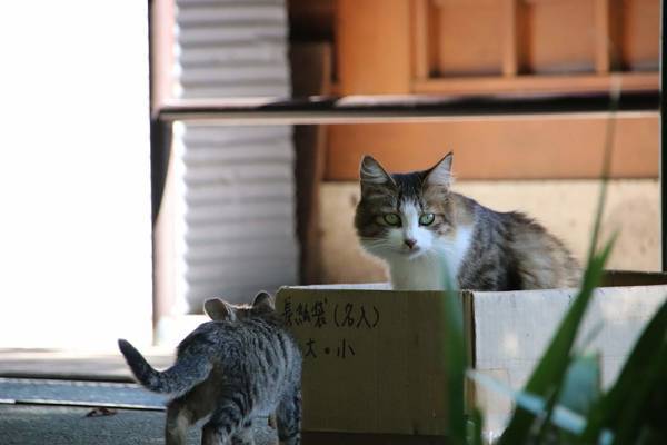 f:id:milkmooncake:20181118175501j:plain