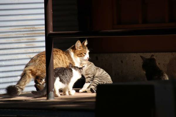 f:id:milkmooncake:20181118175504j:plain