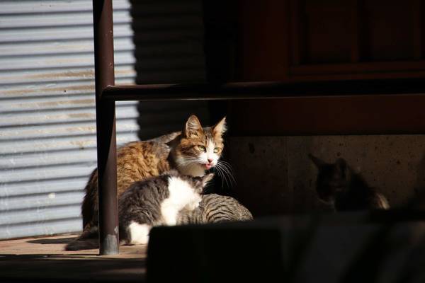 f:id:milkmooncake:20181118175505j:plain