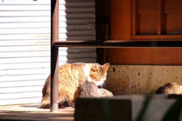 f:id:milkmooncake:20181118175506j:plain