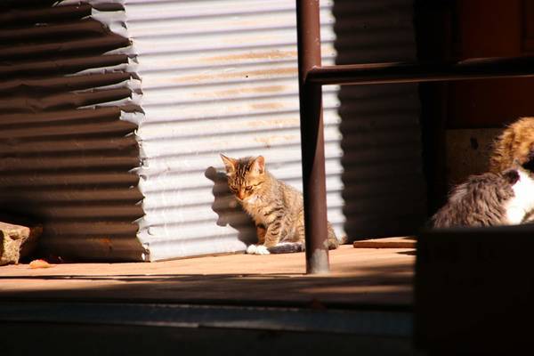 f:id:milkmooncake:20181118175507j:plain