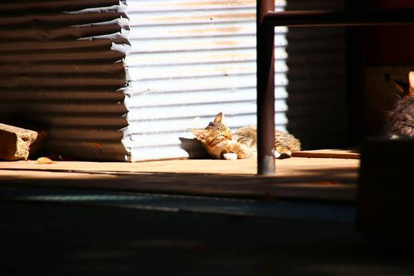 f:id:milkmooncake:20181118175508j:plain