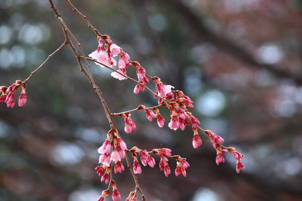 f:id:milkmooncake:20190331201555j:plain