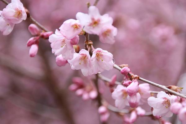 f:id:milkmooncake:20190331201556j:plain