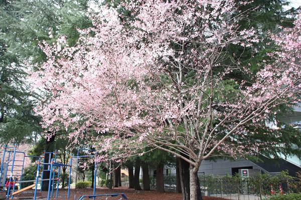 f:id:milkmooncake:20190331201557j:plain