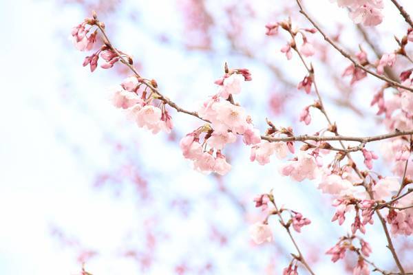 f:id:milkmooncake:20190331201600j:plain