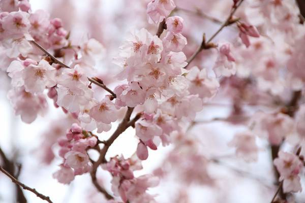 f:id:milkmooncake:20190331201601j:plain