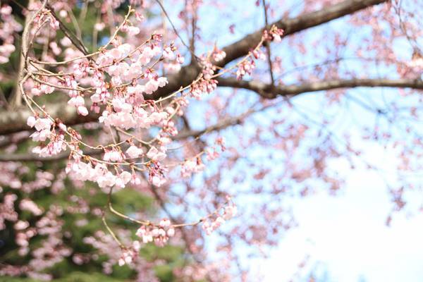 f:id:milkmooncake:20190331201602j:plain