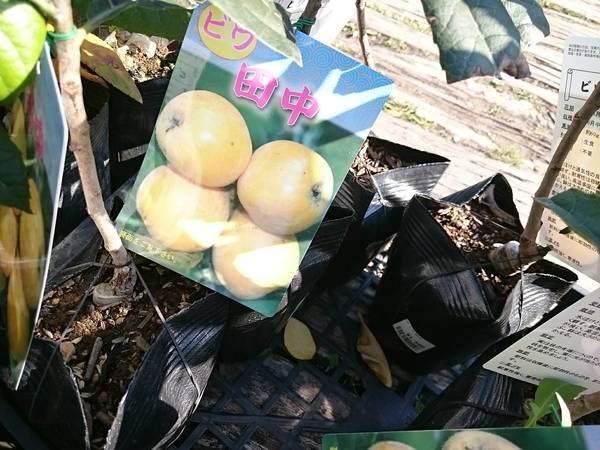 f:id:milkmooncake:20190523143117j:plain f:id:milkmooncake:20190523143117j:plain