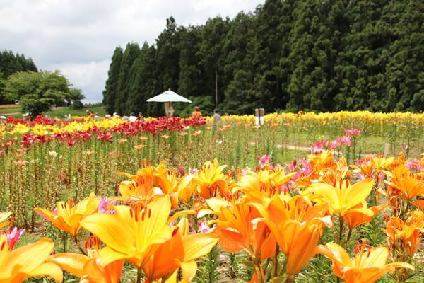 f:id:milkmooncake:20190714172919j:plain f:id:milkmooncake:20190714172919j:plain