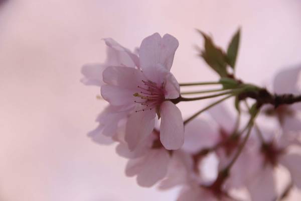 f:id:milkmooncake:20210405231925j:plain