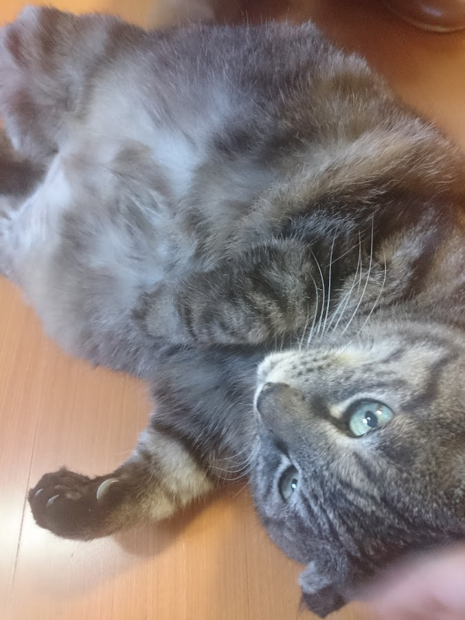 f:id:milkmooncake:20210601232211p:plain