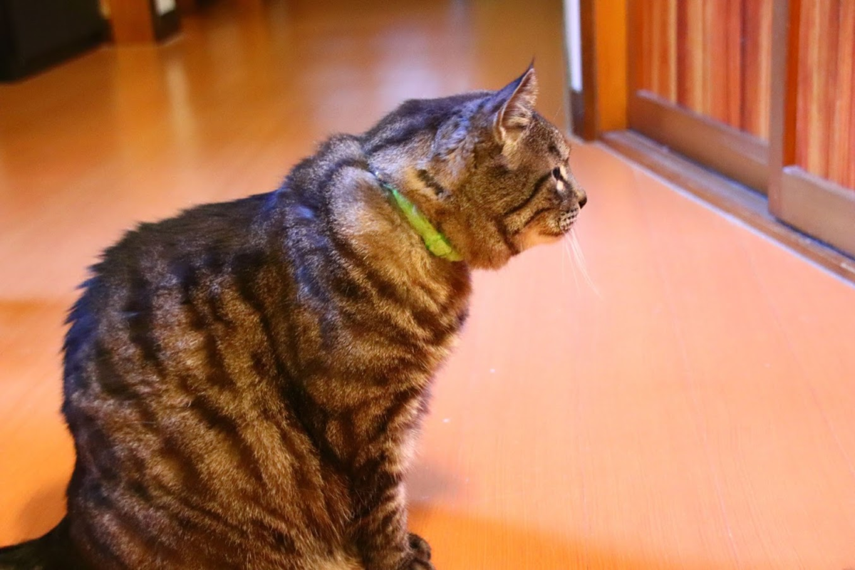 f:id:milkmooncake:20210601232434p:plain