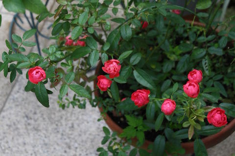 ポリアンサローズ・マザーズデイ - *m's small garden*