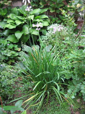 ツルバキア・ビオラセア - *m's small garden*