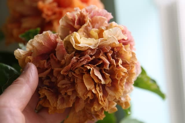 ハイビスカス ビーチボール - *m's small garden*