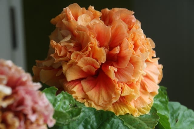 ハイビスカス ビーチボール - *m's small garden*