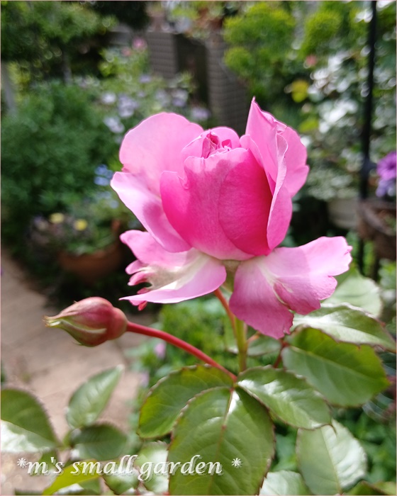 薔薇の庭*2025年5月5日 - *m's small garden*