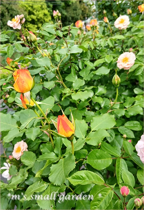薔薇の庭*2025年5月5日 - *m's small garden*
