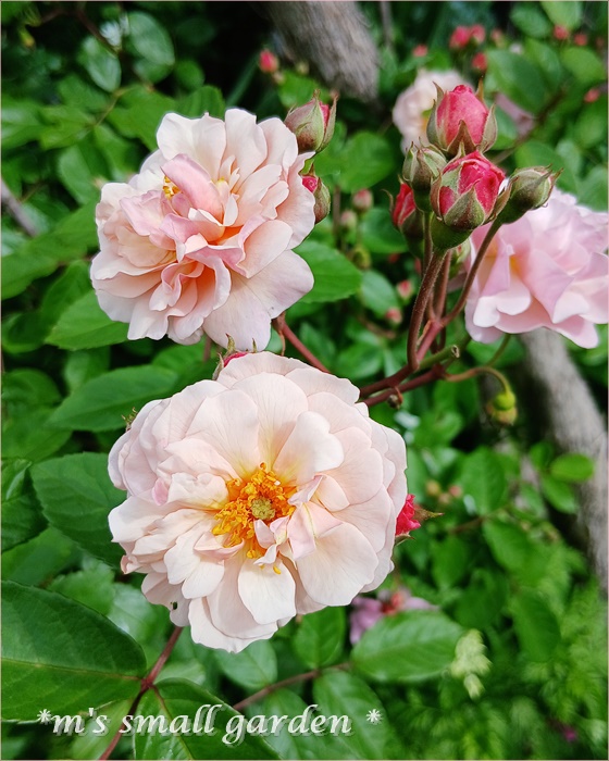 薔薇の庭*2025年5月5日 - *m's small garden*