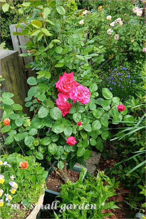 薔薇の庭*2025年5月5日 - *m's small garden*