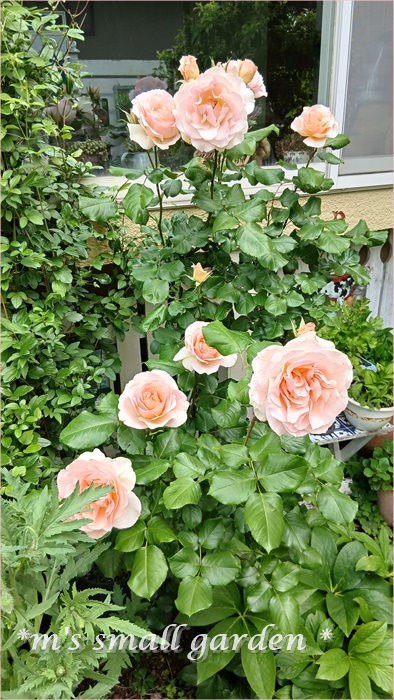 薔薇の庭*2025年5月5日 - *m's small garden*