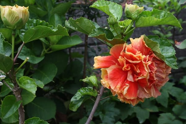 ハイビスカス ビーチボール - *m's small garden*