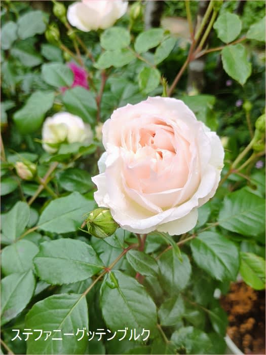 今日の庭の薔薇30品種を軽くご紹介 - *m's small garden*