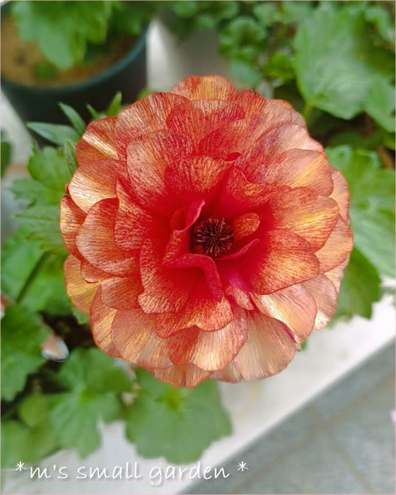 ラナンキュラス・ランドセル＜サラセレネ カルキノス＞ - *m's small