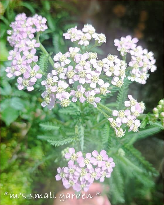 手間無し宿根草☆七月の今咲いている花 - *m's small garden*