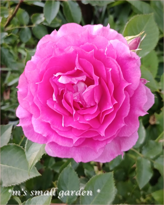 ロサオリの薔薇＊シェエラザード♡ - *m's small garden*