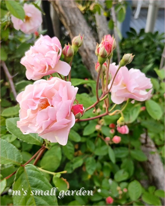 ロサオリの薔薇＊シェエラザード♡ - *m's small garden*
