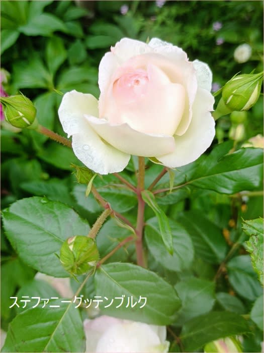 今日の庭の薔薇30品種を軽くご紹介 - *m's small garden*