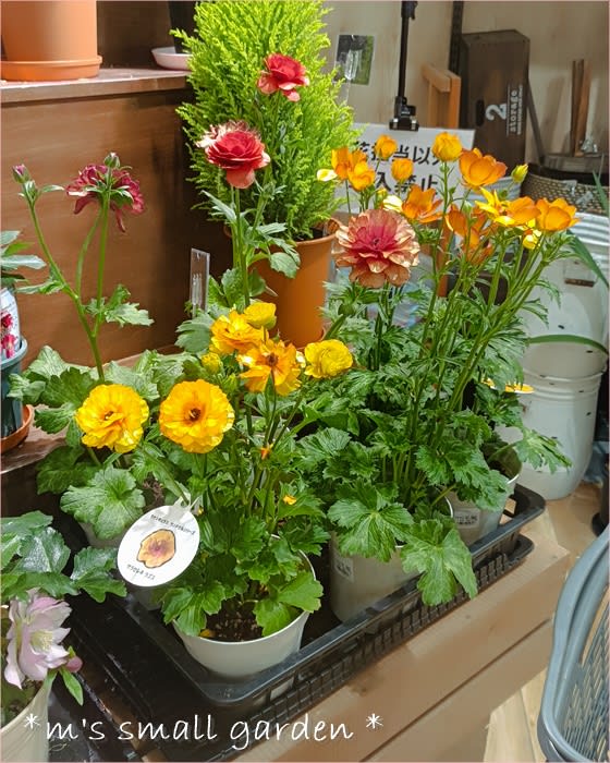 ラナンキュラス・ランドセル＜サラセレネ カルキノス＞ - *m's small