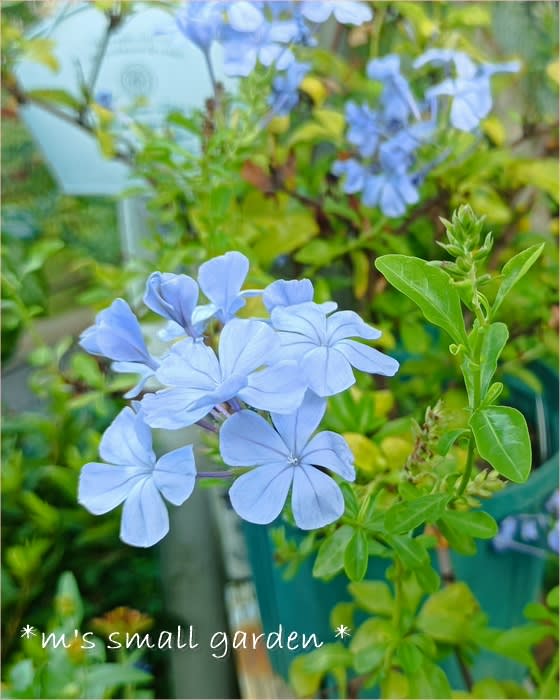 ルリマツリ（プルンバーゴ） - *m's small garden*
