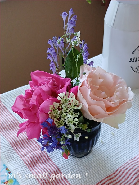サハラの薔薇 ページをめくったら、読まずには眠れない『サハラの薔薇』発売