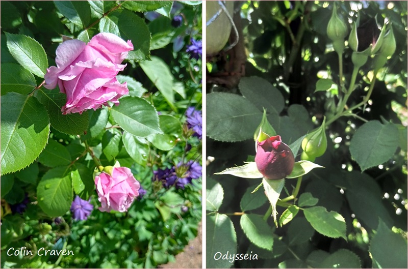 サハラの5月＆ロサオリの薔薇♡ - *m's small garden*