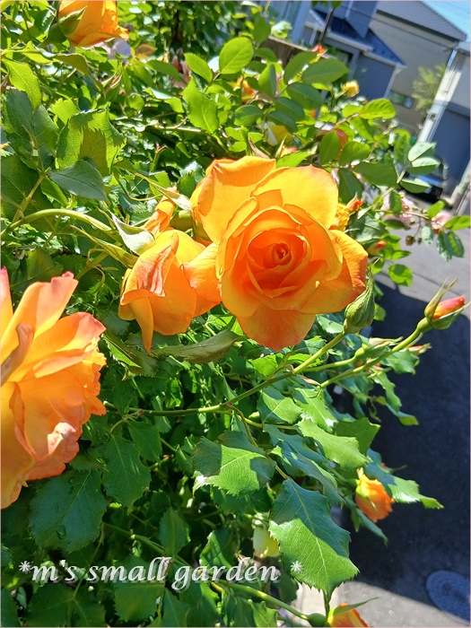 サハラの5月＆ロサオリの薔薇♡ - *m's small garden*