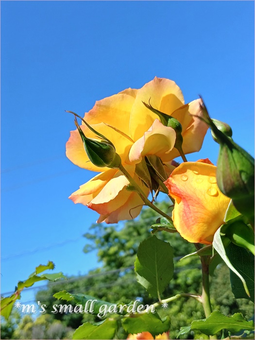 サハラの薔薇 サハラの5月＆ロサオリの薔薇♡ - *m's small garden*