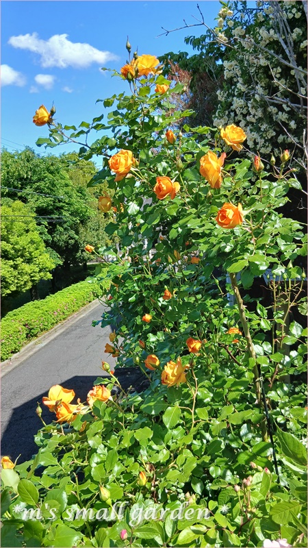 サハラの5月＆ロサオリの薔薇♡ - *m's small garden*